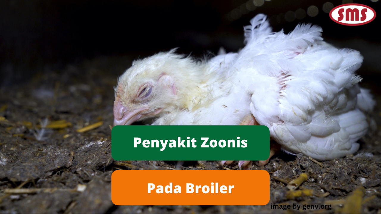Waspadai Bahaya Penyakit Zoonosis Pada Ayam Broiler